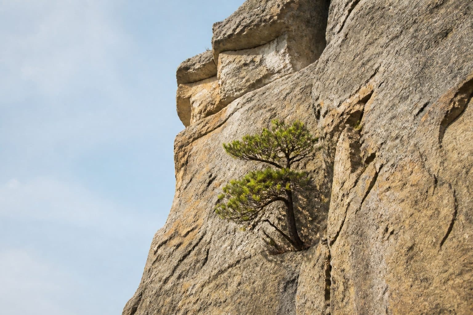 A small pine growing from a cliff